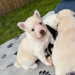 Calamity Jane - Gray and white female Pomsky puppy in Blue Earth, Minnesota from Blue Sky Pomsky