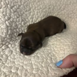 Ricky - Liver male Shih Tzu puppy in Las Vegas, Nevada from P and J Farms