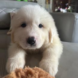 Christopher - White male Great Pyrenees puppy in Murfreesboro, Tennessee from Storybook Tails Farm
