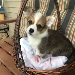 Roxie - Sable Pembroke Welsh Corgi puppy in Lima, New York from Hickory Springs Corgis