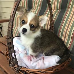 Roxie - Sable Pembroke Welsh Corgi puppy in Lima, New York from Hickory Springs Corgis