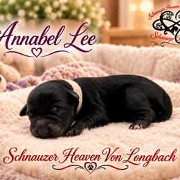 Annabel Lee - Black female Miniature Schnauzer puppy in Pelzer, South Carolina from Schnauzer Heaven Von Longbach