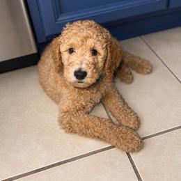 Caramel - Apricot male Goldendoodle puppy in Glendale, Arizona from CocoLove Doodles