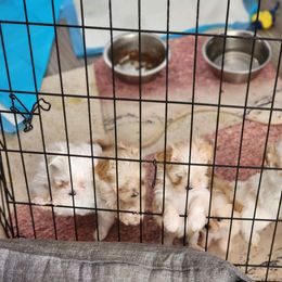 Maltese Puppies from My Precious pups