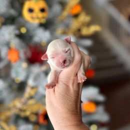 Scout - Champagne male Maltipoo puppy in West Jordan, Utah from Gem Puppies of Utah