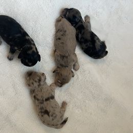 Dachshund Puppies from A Girl and Her Dachshund Pack