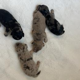 Dachshund Puppies from A Girl and Her Dachshund Pack