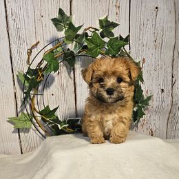 Wilson - Gold male Morkie puppy in Monticello, Iowa from Ashley’s Puppies