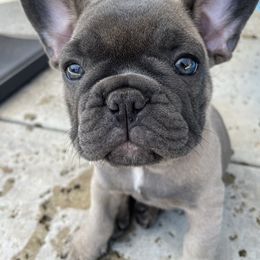 French Bulldog Puppies from Olvera Frenchies