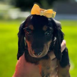 Céline - Black and tan female Dachshund puppy in Athens, Alabama from Weidenthal Dachshunds