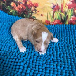 Penelope - Apricot female Maltipoo puppy in Lawrenceburg, Tennessee from LUV Poodles and Maltipoos