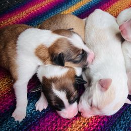Old Time Scotch Collie Puppies from Franklin Farm Collies