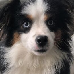 Miniature Australian Shepherds and Toy Australian Shepherds from Janel's Mini & Toy Aussies