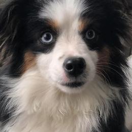 Miniature Australian Shepherds and Toy Australian Shepherds from Janel's Mini & Toy Aussies
