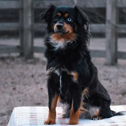 Pigeon - Toy Australian Shepherd