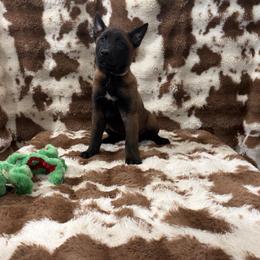 Lilac collar 13 - Mahogany female Belgian Malinois puppy in Midway, Georgia from C4MALINOIS