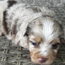 Boy 1 - Red merle male Miniature Australian Shepherd puppy in Hokes Bluff, Alabama from Alegria Toy Aussies