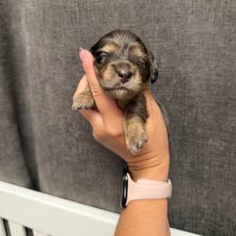Girl 2 - Dapple female Dachshund puppy in Oroville, California from Barnes’ Doxies