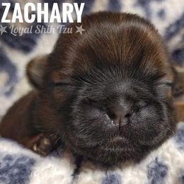 Zachary - Red and white male Shih Tzu puppy in Peoria, Arizona from Loyal Shih Tzu