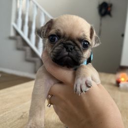 Blue Collar - Brindle male Pug puppy in Elizabethtown, Kentucky from EZ Pugs