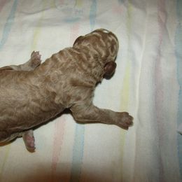 Goldendoodle and Poodle Puppies from David & Patricia Elliott