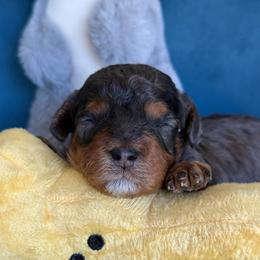 Boy 1 - Merle male Cavapoo puppy in Yuciapa, California from AlltheDoodlez_