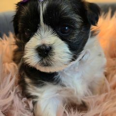 Porcia - Black and white Shichon puppy in Upland, California from IDREAMOFPUPPIES