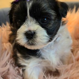 Porcia - Black and white Shichon puppy in Upland, California from IDREAMOFPUPPIES