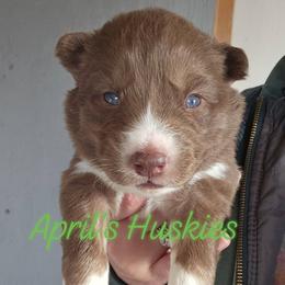 Girl 2 - Red and white female Siberian Husky puppy in Terre Haute, Indiana from April's Huskies