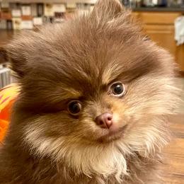 Amishka - Chocolate and tan female Pomeranian puppy in Bentonville, Arkansas from Hummingbird & Fox