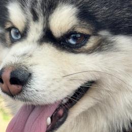 Pomsky All Grown Up from Lara's Ranch Pomskies