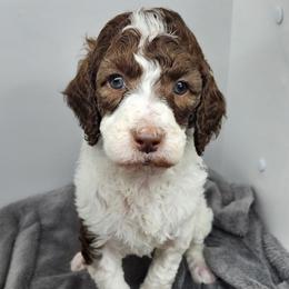 Sally - Parti female Poodle puppy in Dover, Delaware from Dogtastic Poodles