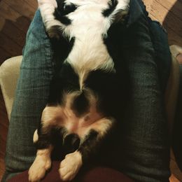 Bernedoodle and Double Doodle Puppies from Cloud Nine Doodles