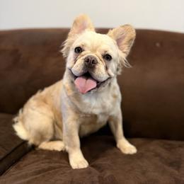 Rosie - Cream female French Bulldog puppy in Palmdale, California from Legacy