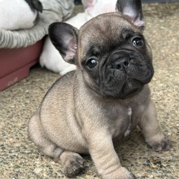 Sable Female - Fawn female French Bulldog puppy in Belfair, Washington from SnortVille Frenchies & CreekSide Mini Doxies