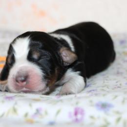 Flint - Tri-Roan male English Springer Spaniel puppy in Winfield, Tennessee from Murphy Farms and Springers