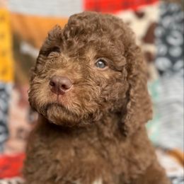Ralph - Brown and white male Saint Berdoodle puppy in Beach, North Dakota from Badland St. Berdoodles LLC