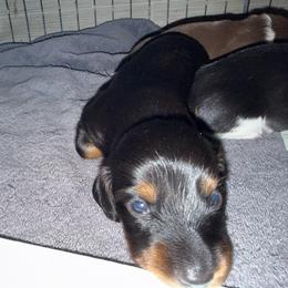 Boy 3 - Black and tan male Dachshund puppy in Paisley, Florida from Pantheon Dachshunds