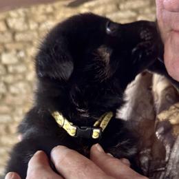 Yellow Girl - Black and red female German Shepherd puppy in Rolesville, North Carolina from Ransomshire Shepherds