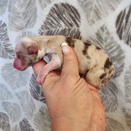 Beans - Blue merle male Miniature Australian Shepherd puppy in Marysville, Washington from Garay Mini Aussies