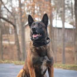Numa - Belgian Malinois