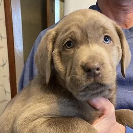 Dilute Retrievers from Hazy Meadows Silver Labs