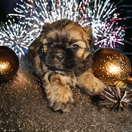 Shih Tzu Puppies from Small Pawz Kennel