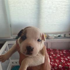 Joker - Red and white male Staffordshire Bull Terrier puppy in Port Saint Lucie, Florida from Southern Staffies