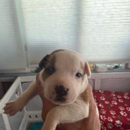 Joker - Red and white male Staffordshire Bull Terrier puppy in Port Saint Lucie, Florida from Southern Staffies