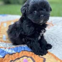 Grady - Black male Shihpoo puppy in Charleston, West Virginia from Mountain State Puppies