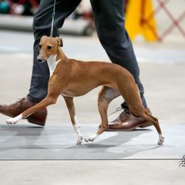 Christy - Italian Greyhound