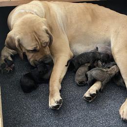 Dolly - Boerboel