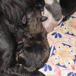 Black Dapple - Dapple female Dachshund puppy in Port Charlotte, Florida from Vicki's Dachshund Crossing