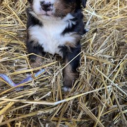 Purple - Black rust and white female Bernese Mountain Dog puppy in Delton, Michigan from Rocky Top Acres